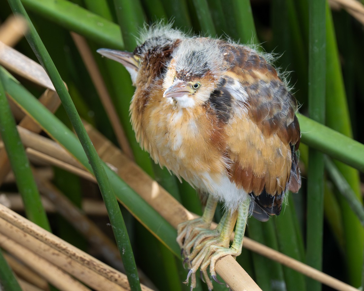 Least Bittern - ML659383913
