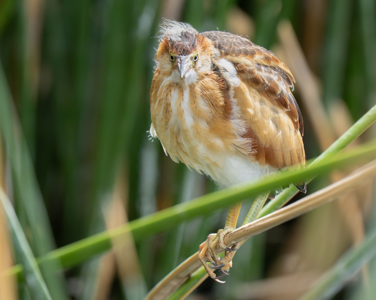 Least Bittern - ML659383914