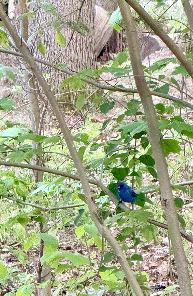 Indigo Bunting - ML659384039