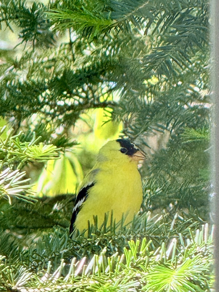 American Goldfinch - ML659384084