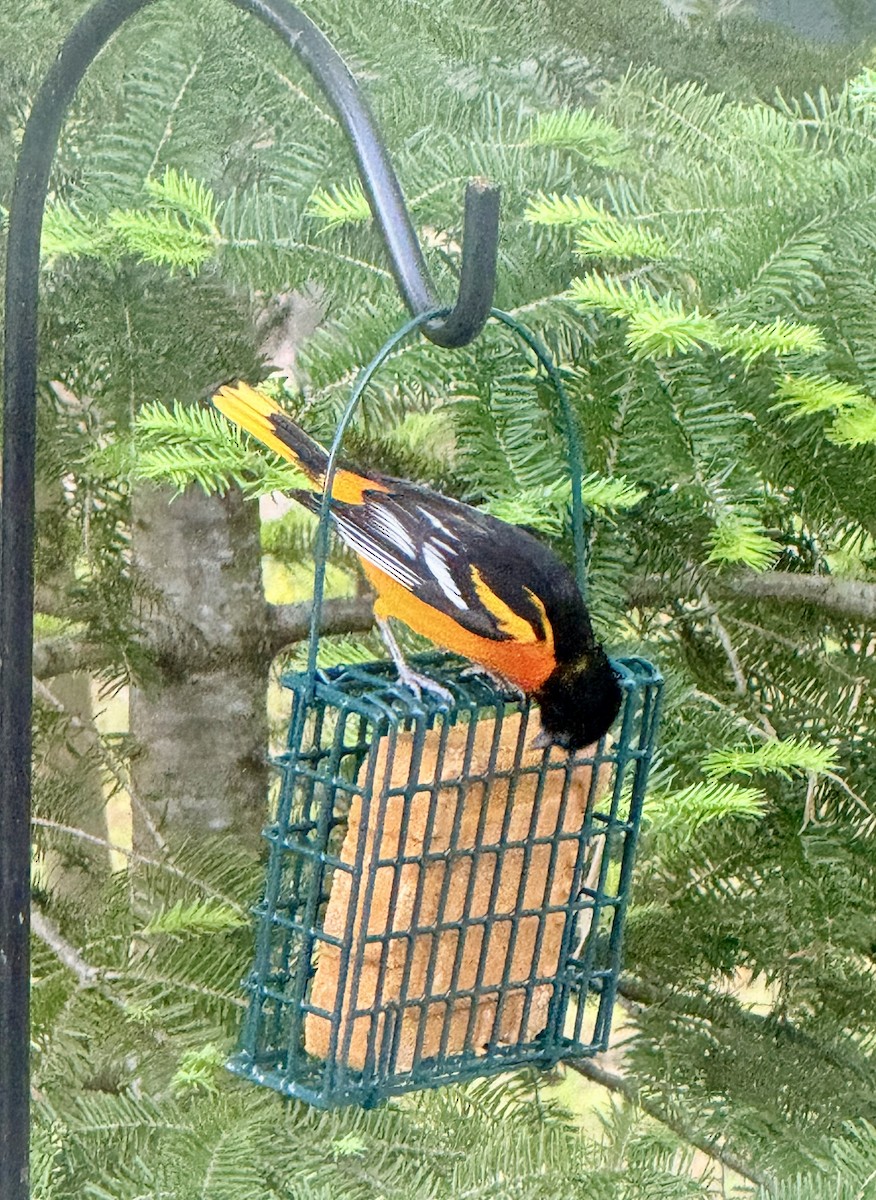 Baltimore Oriole - ML659384105