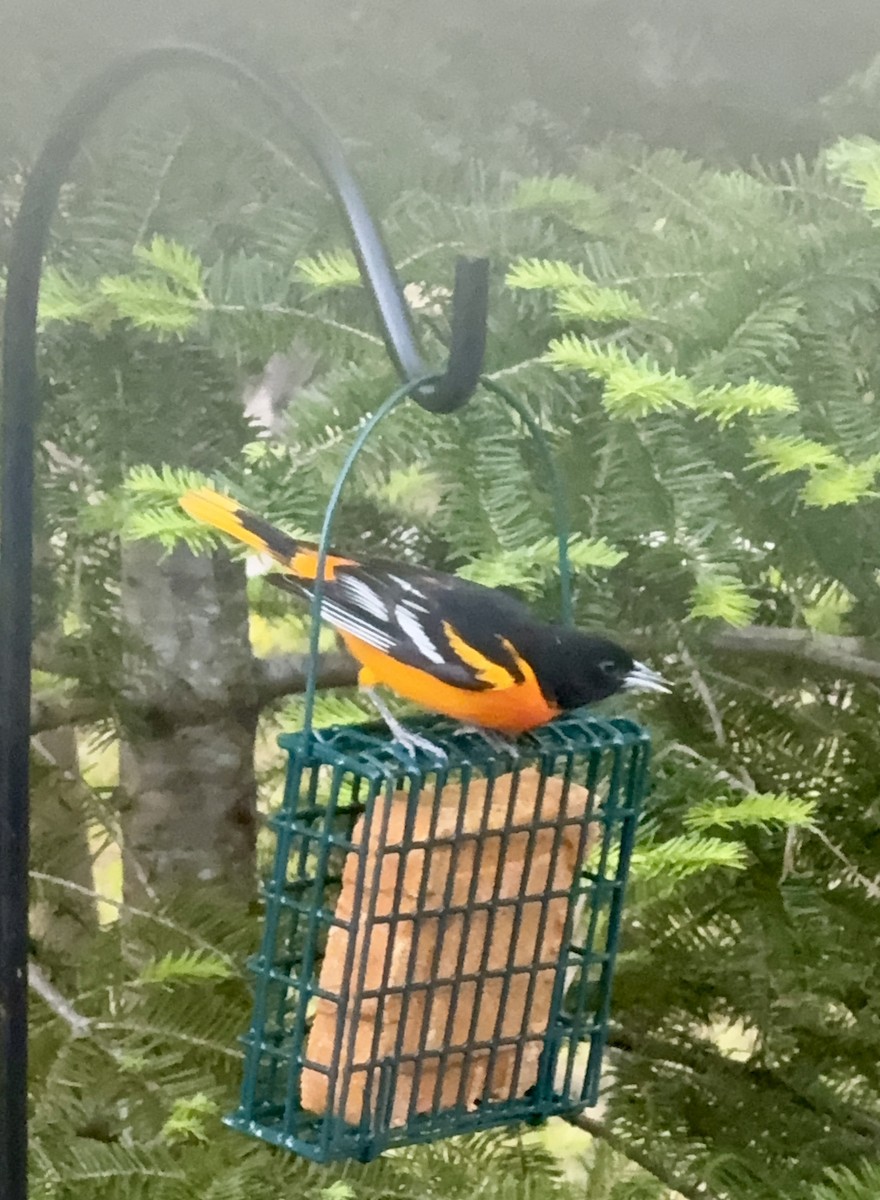 Baltimore Oriole - ML659384106