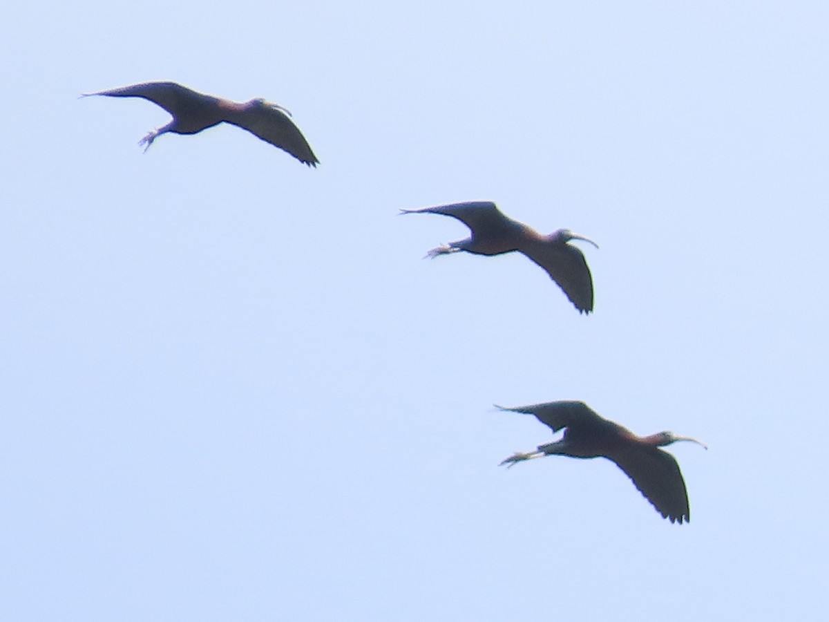 Glossy Ibis - ML659384119