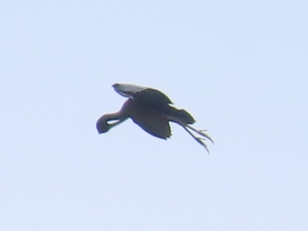 Glossy Ibis - ML659384120