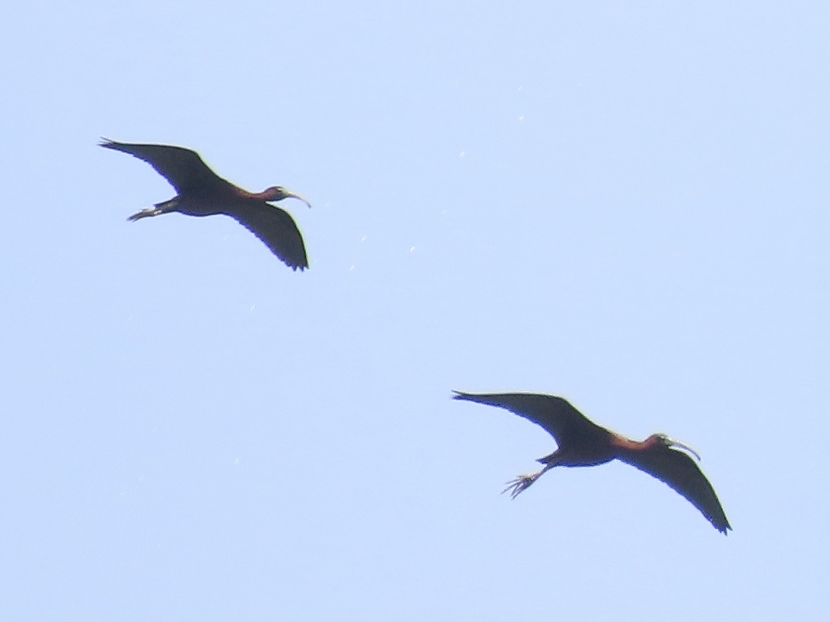 Glossy Ibis - ML659384121