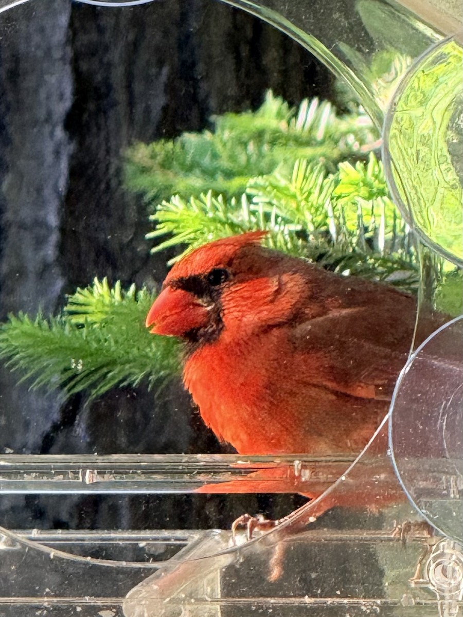 Northern Cardinal - ML659384125