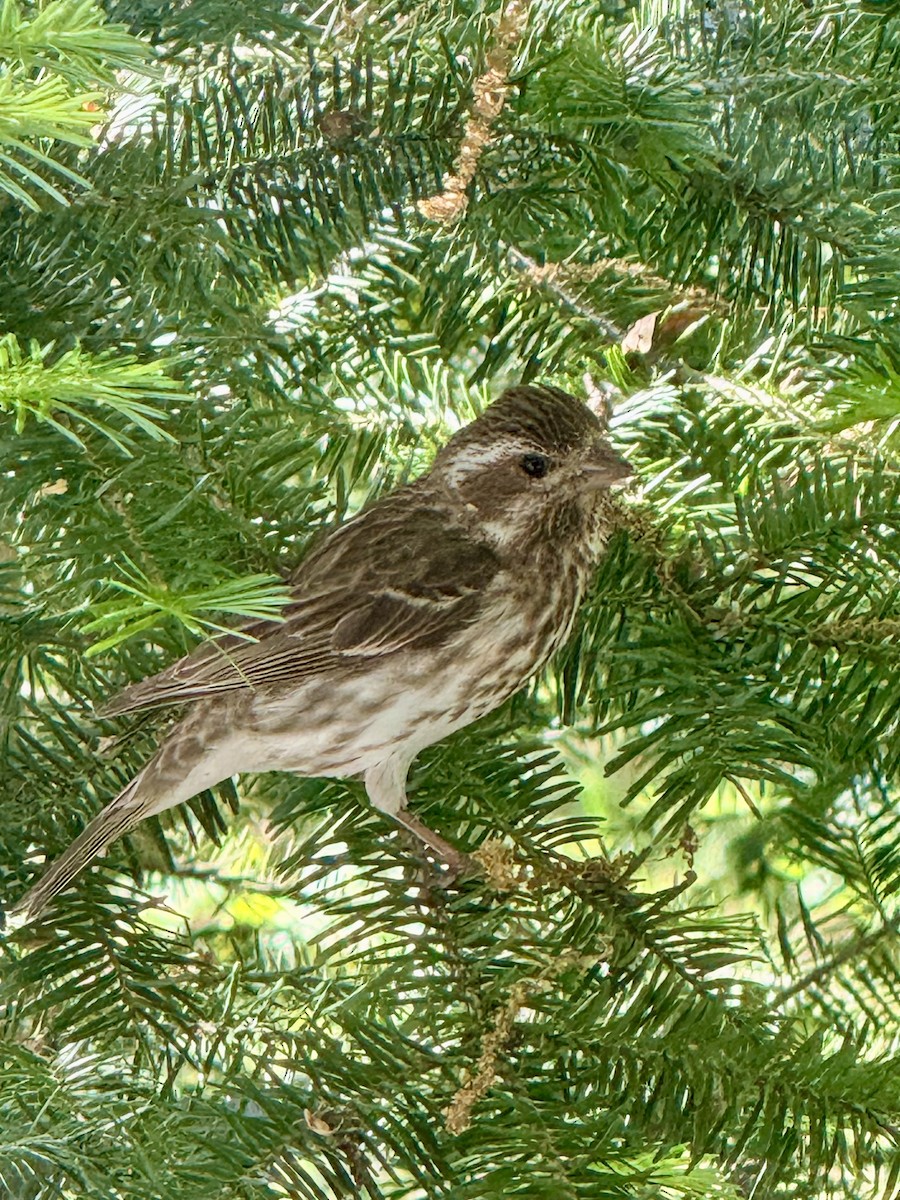 Purple Finch - ML659384130