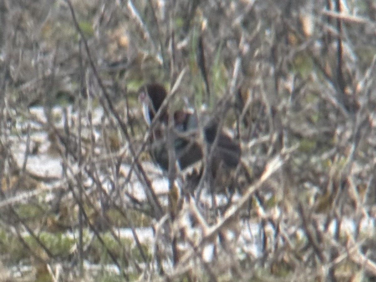 White-faced Ibis - ML659384133