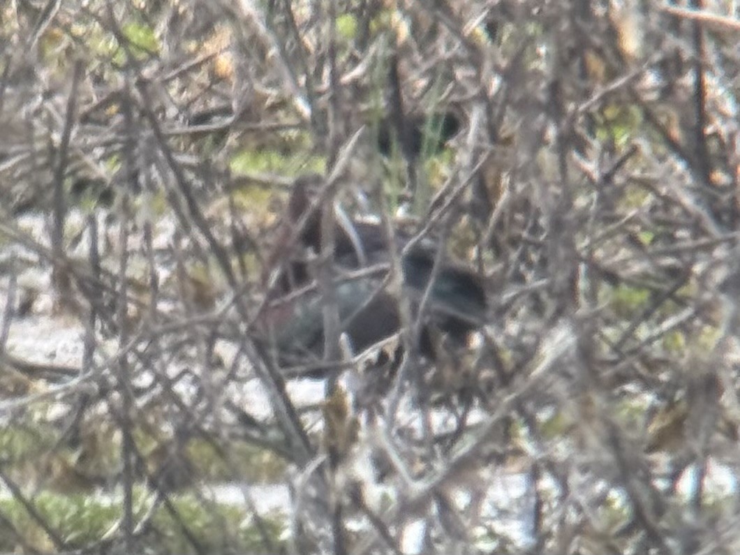 White-faced Ibis - ML659384134