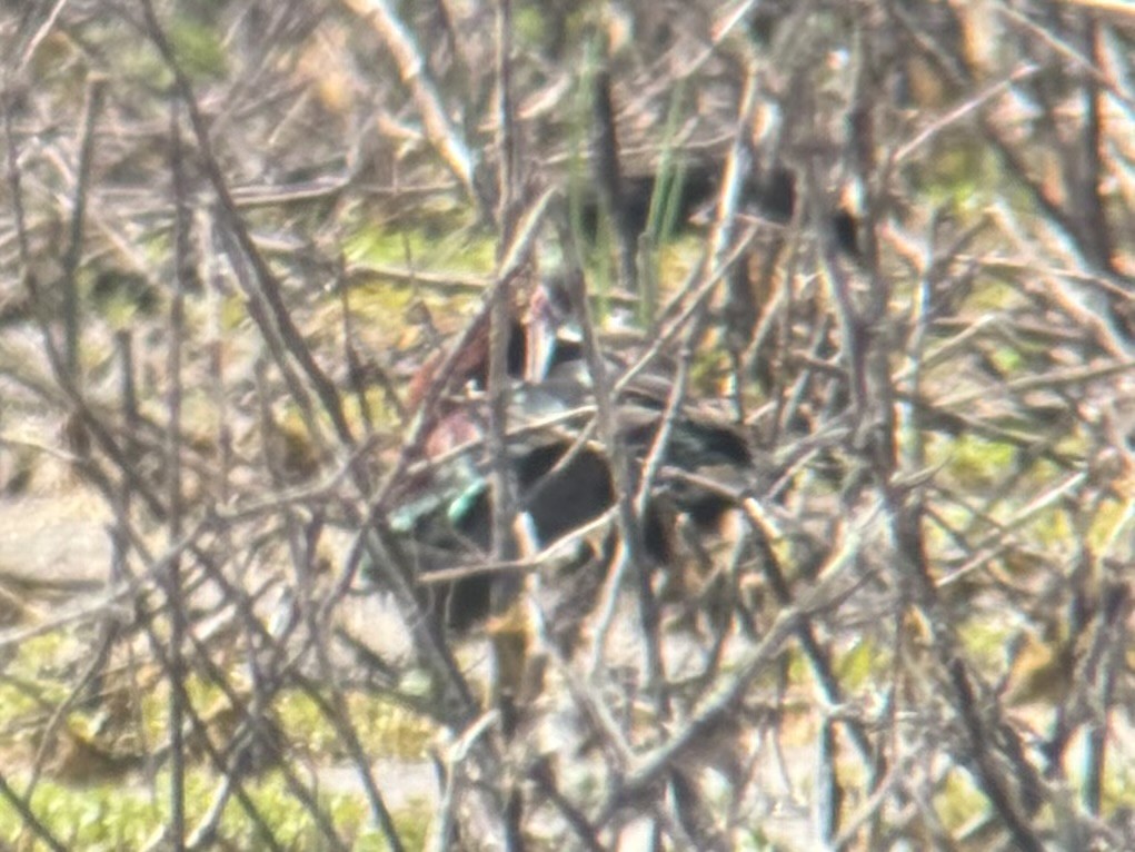 White-faced Ibis - ML659384135
