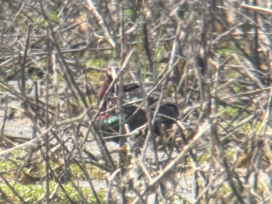 White-faced Ibis - ML659384136
