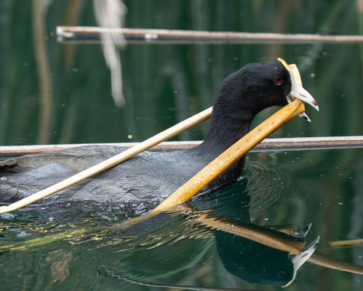 American Coot - ML659384171