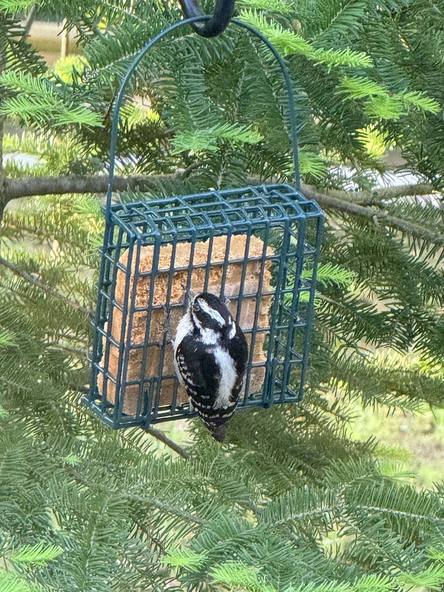 Downy Woodpecker - ML659384250