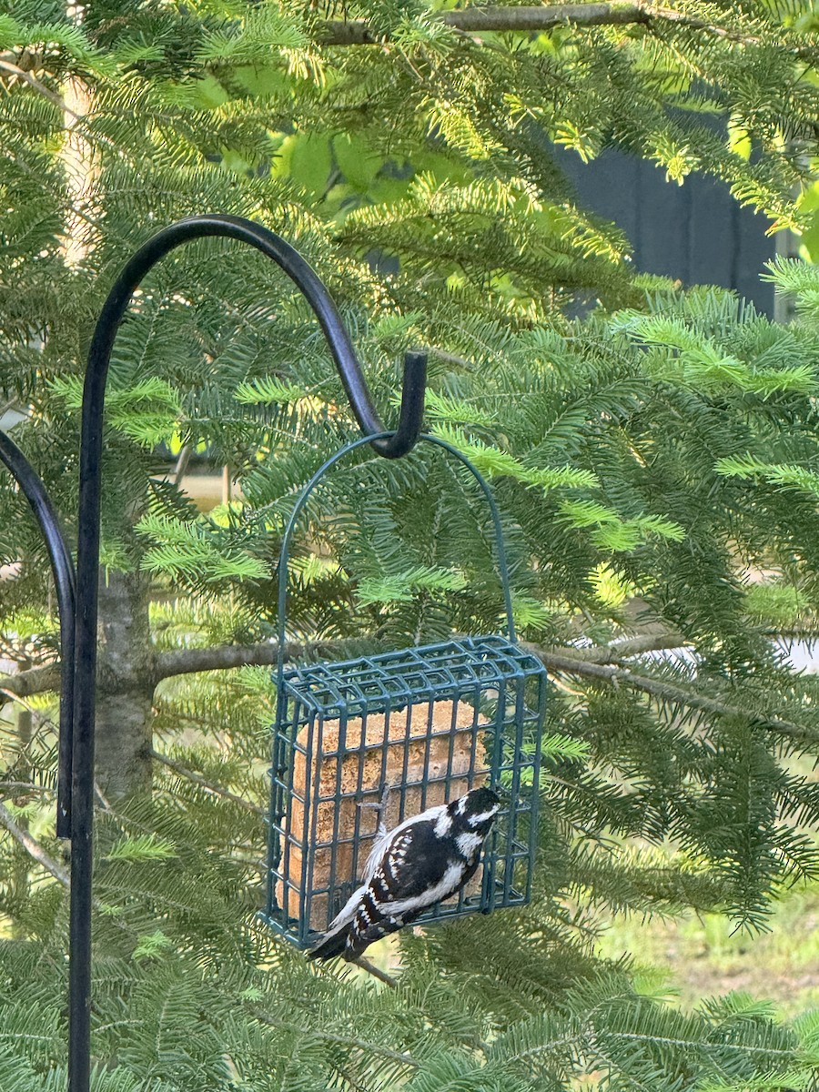 Downy Woodpecker - ML659384251