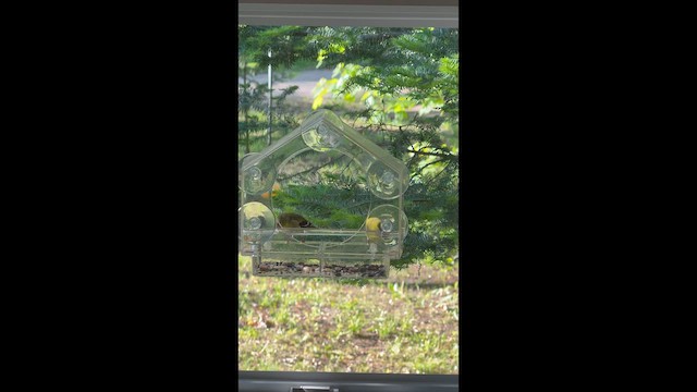 American Goldfinch - ML659384264