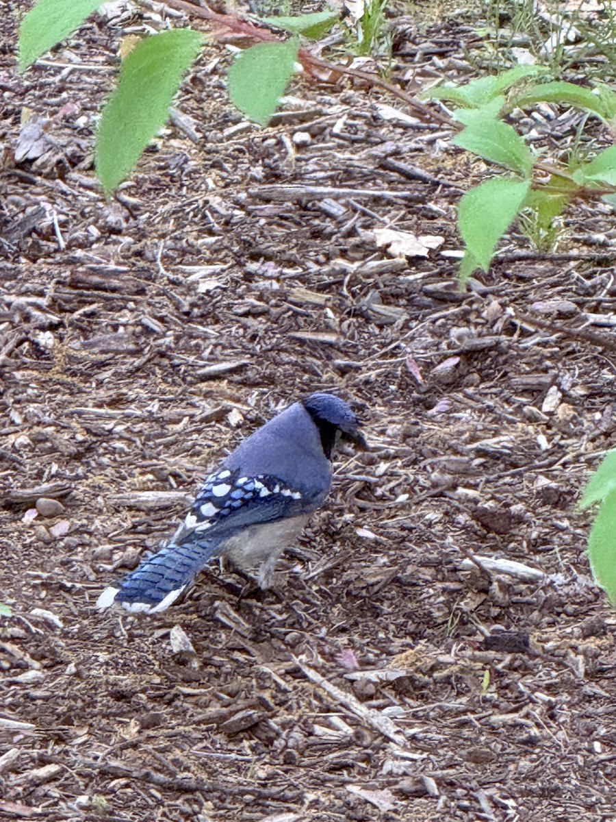 Blue Jay - ML659384403