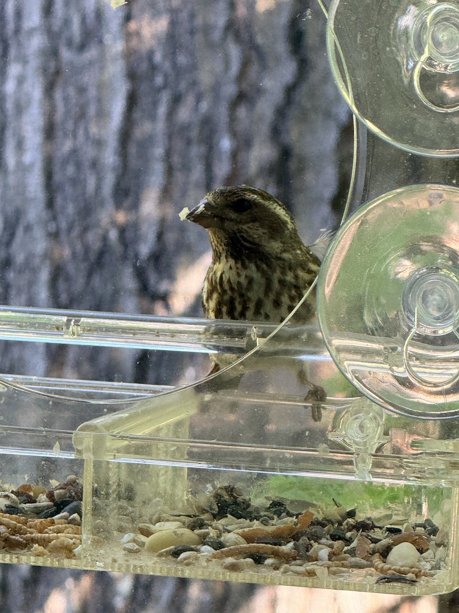 Purple Finch - ML659384421
