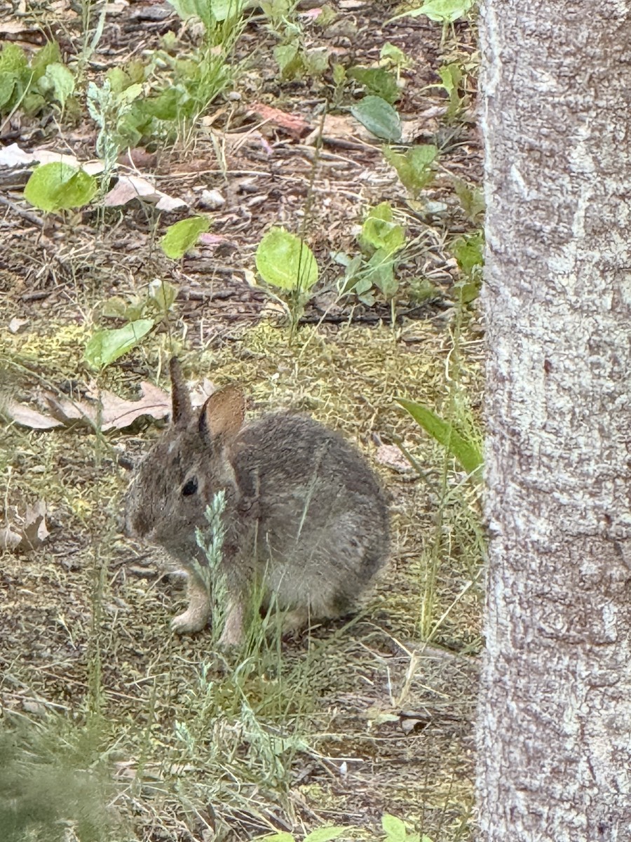 動物界 - ML659384646