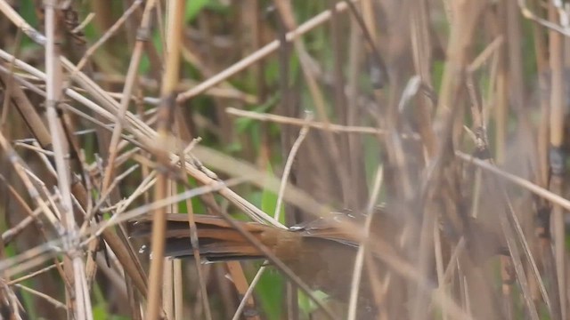 Brown-capped Laughingthrush - ML659384910