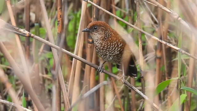 Brown-capped Laughingthrush - ML659384911