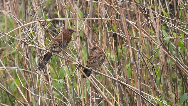 Brown-capped Laughingthrush - ML659384912
