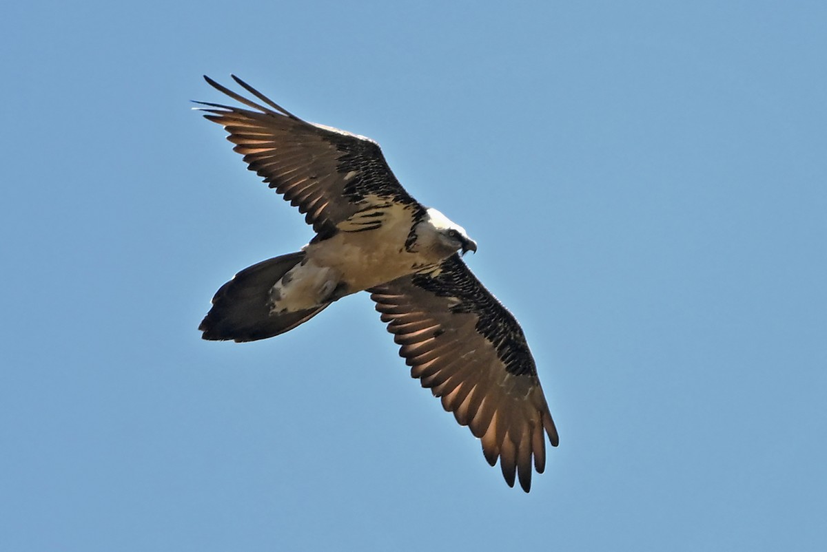 Bearded Vulture - ML659384988