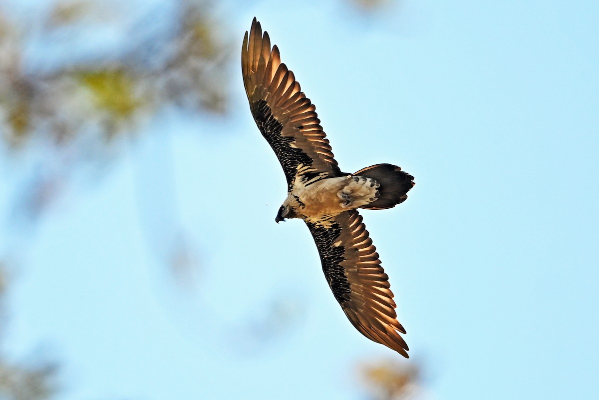 Bearded Vulture - ML659384995
