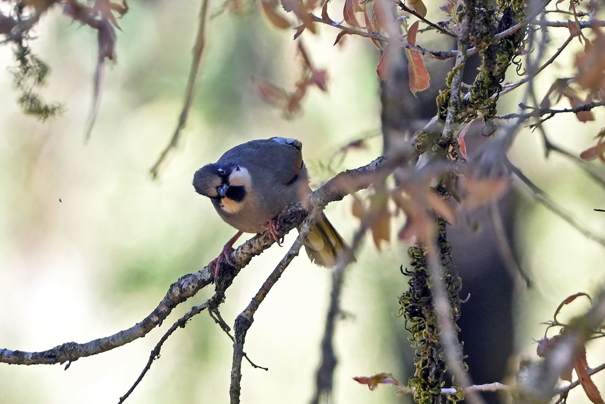 Variegated Laughingthrush - ML659385044