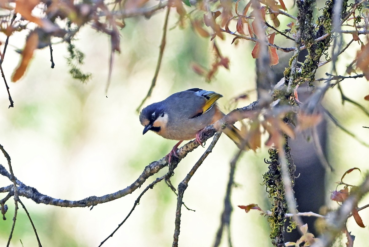 Variegated Laughingthrush - ML659385047