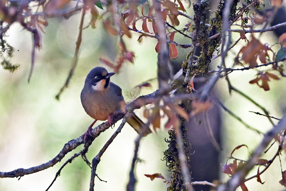 Variegated Laughingthrush - ML659385054