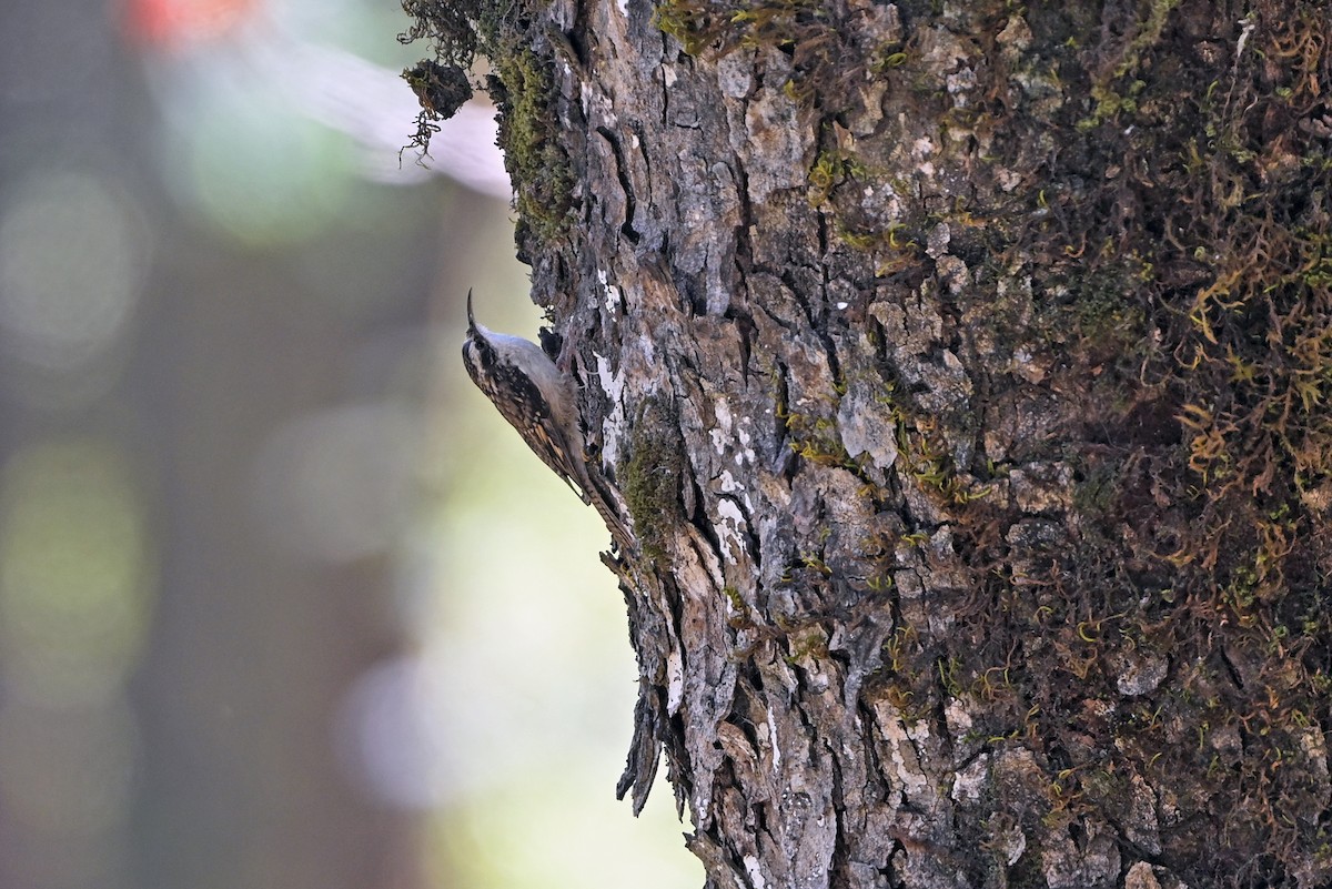 Bar-tailed Treecreeper - ML659385068