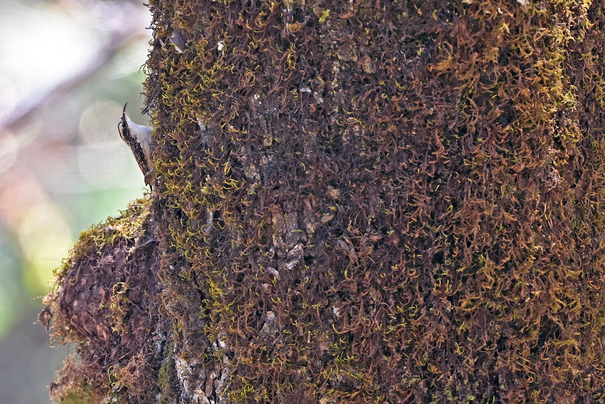 Bar-tailed Treecreeper - ML659385076