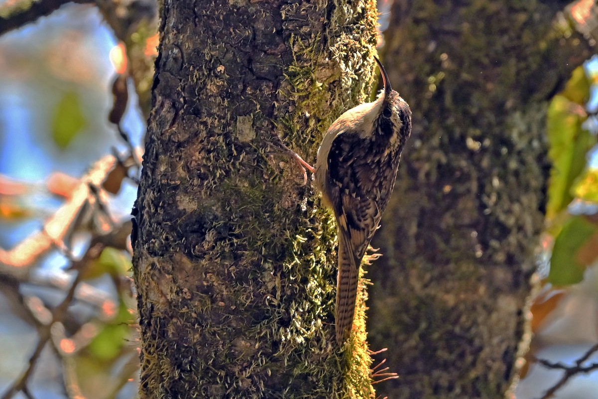 Bar-tailed Treecreeper - ML659385085