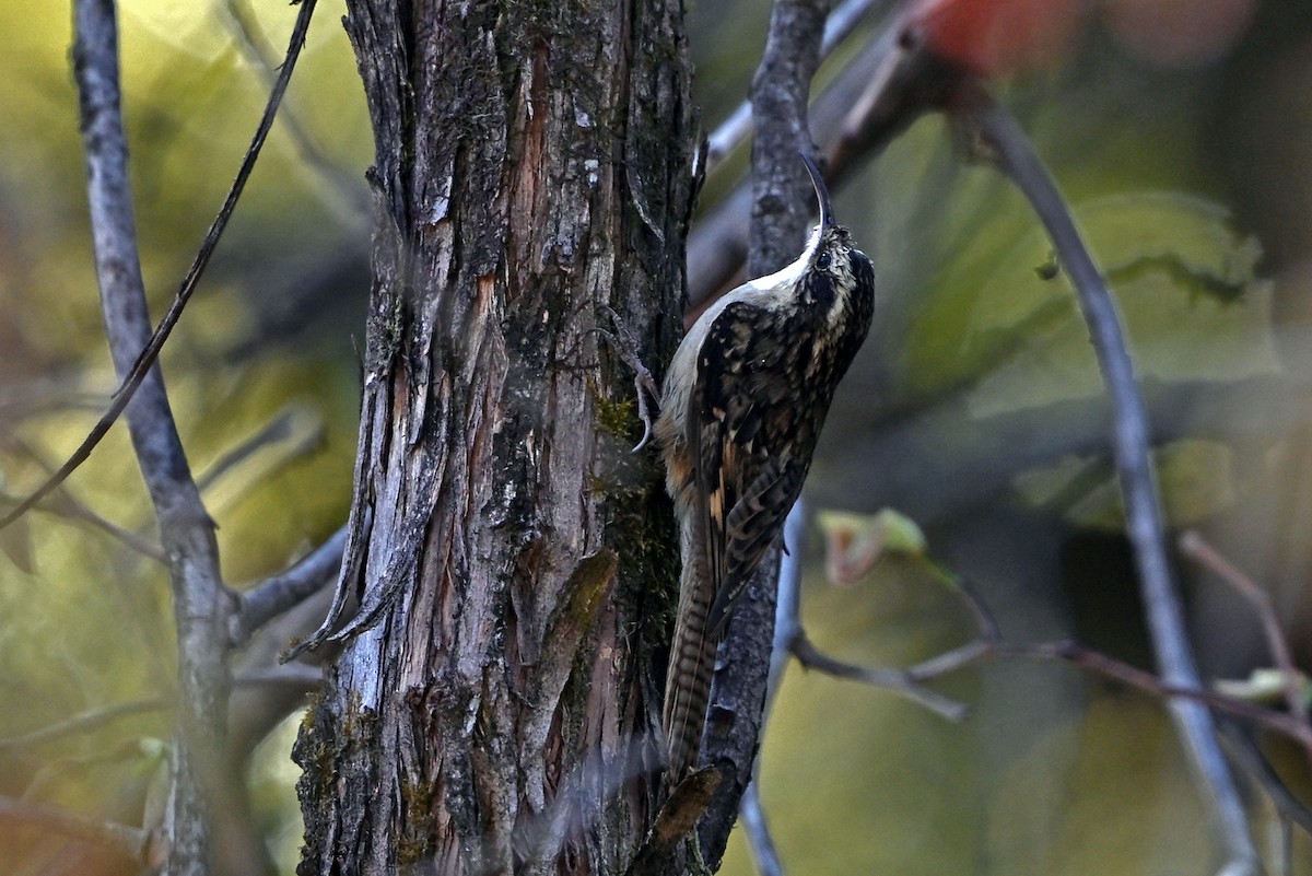 Bar-tailed Treecreeper - ML659385095