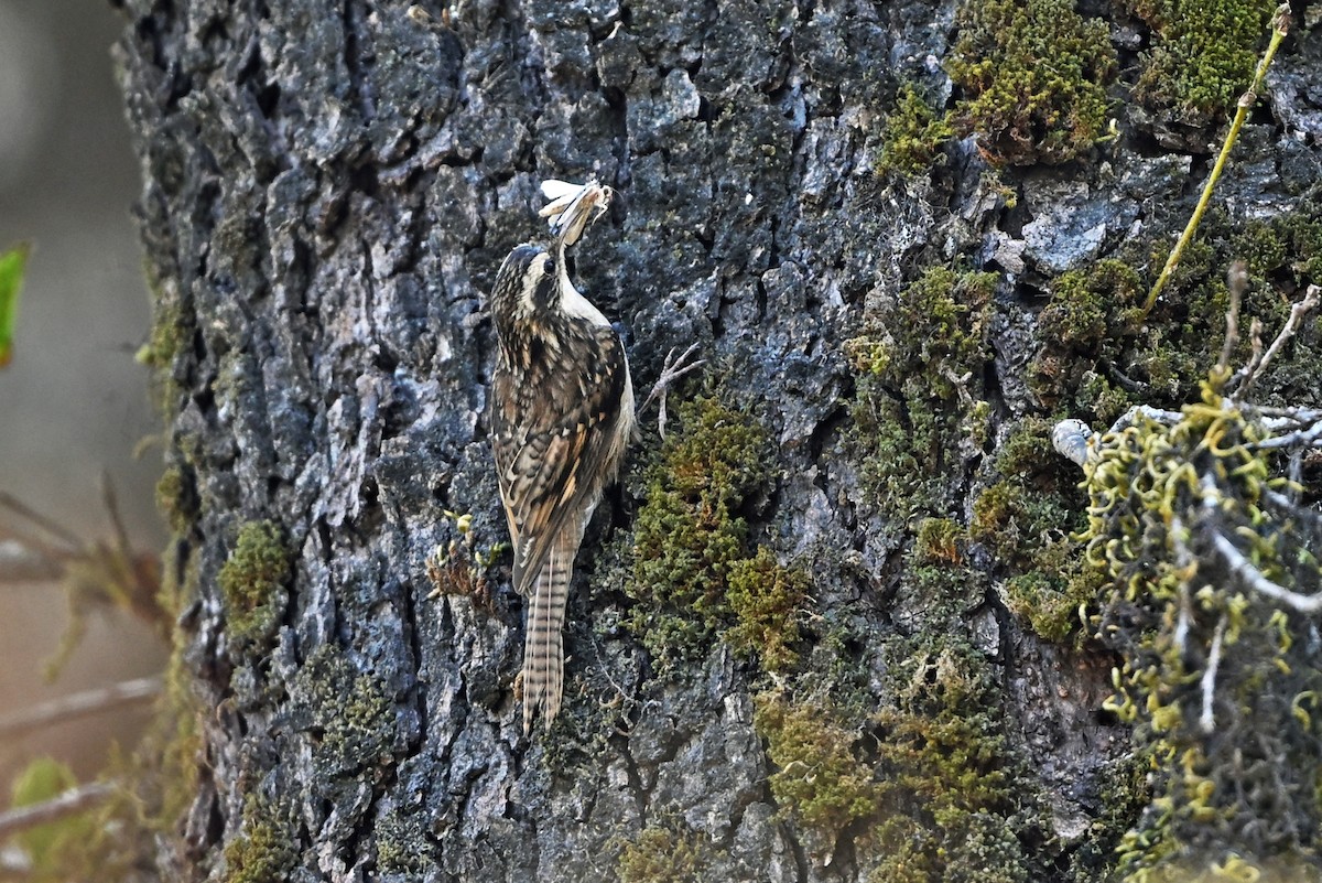 Bar-tailed Treecreeper - ML659385104