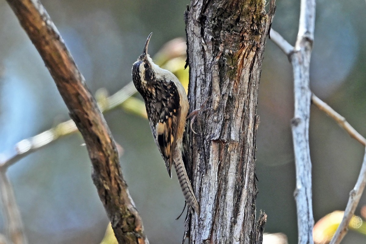 Bar-tailed Treecreeper - ML659385108