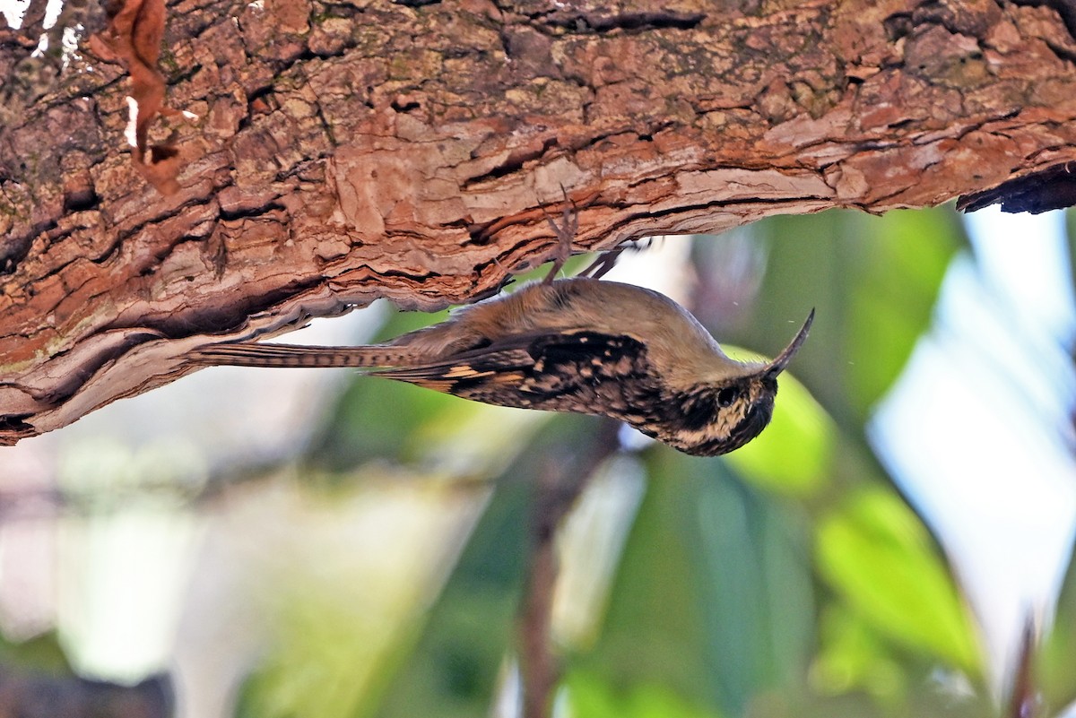 Bar-tailed Treecreeper - ML659385120