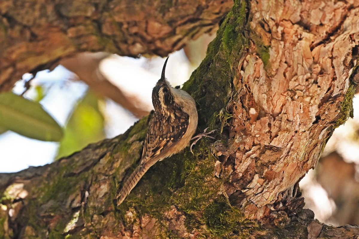 Bar-tailed Treecreeper - ML659385125
