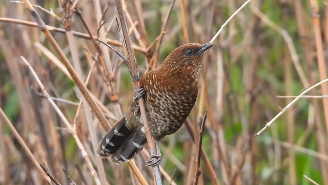 Brown-capped Laughingthrush - ML659385360