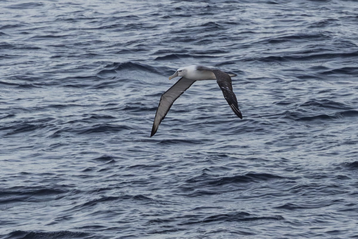 Tasmanalbatros (steadi) - ML659385400