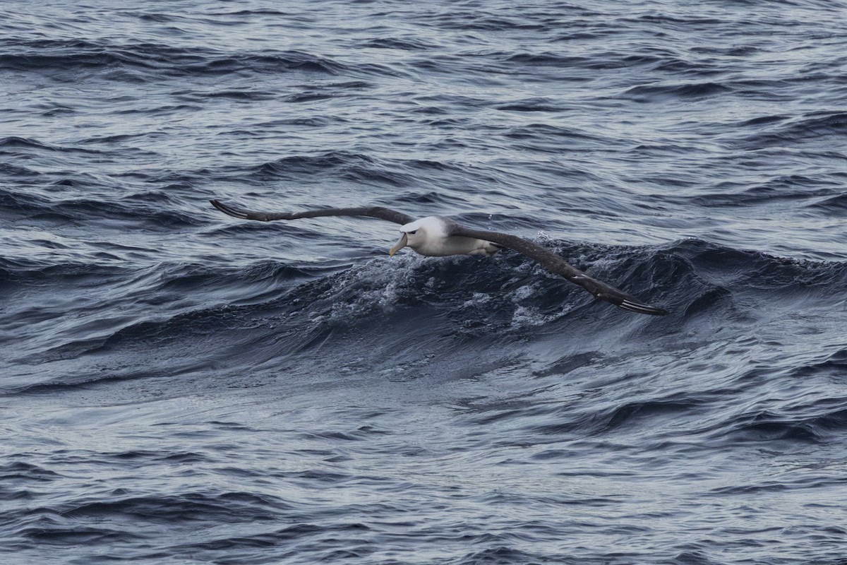 Tasmanalbatros (steadi) - ML659385438