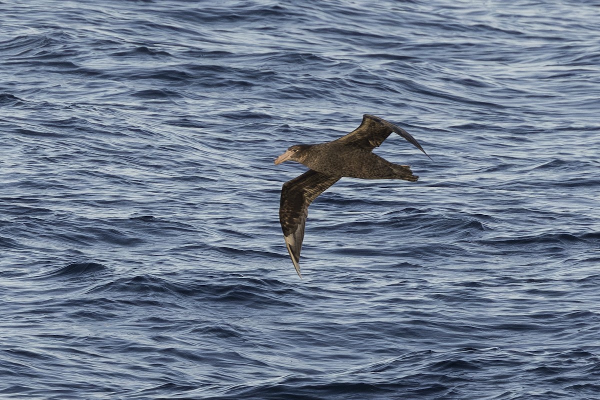 Hallsturmvogel - ML659385590