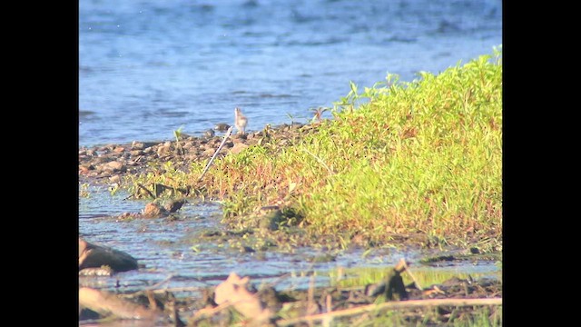 Spotted Sandpiper - ML659385680