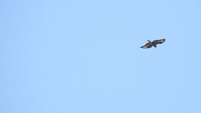 Common Buzzard - ML659385772