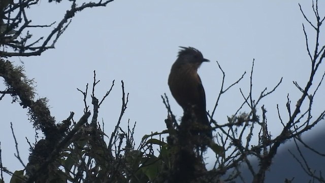 Streak-throated Barwing - ML659385939