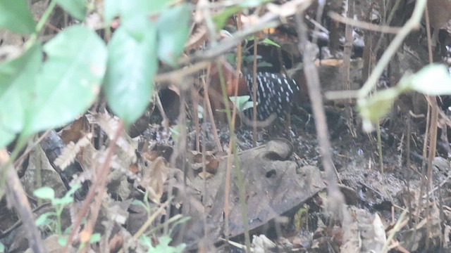 White-spotted Flufftail - ML659385947