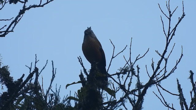 Streak-throated Barwing - ML659385949