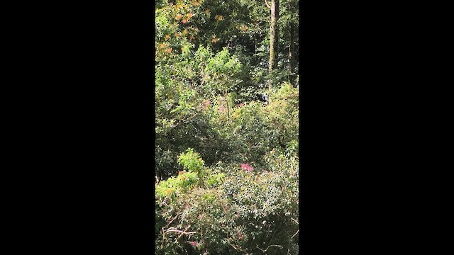 Blue-gray Tanager - ML659385984