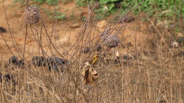 Orange Weaver - ML659386055