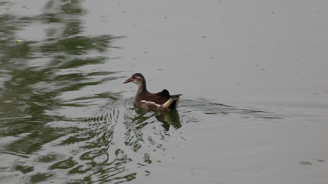 Eurasian Moorhen - ML659386102